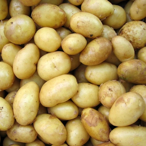 Potato