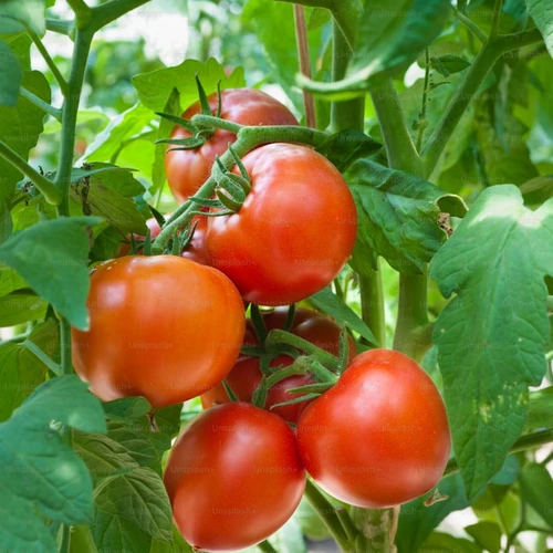 Tomato