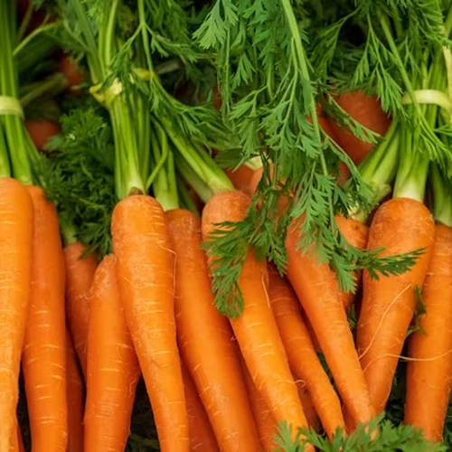 Carrot