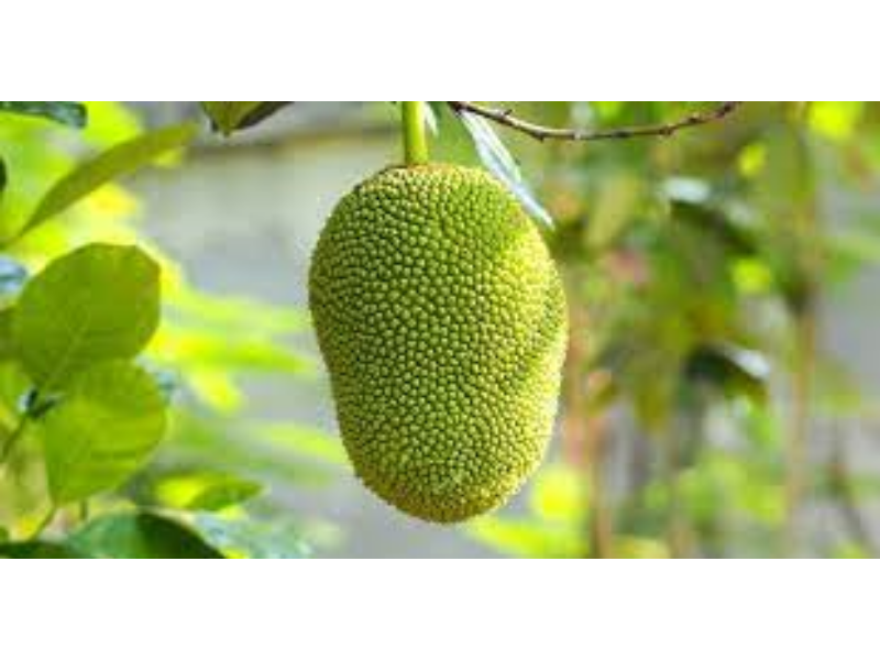 Jack Fruit