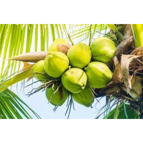 Coconut Water