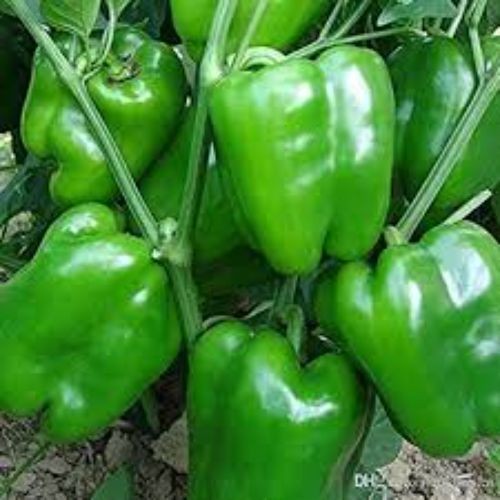 Capsicum