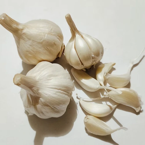 Garlic